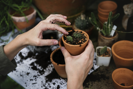 taime-seemned-homegarden.jpg